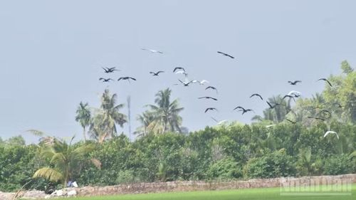 Quắm đen và cò trắng bay tìm cánh đồng lúa để đáp xuống tìm thức ăn.
