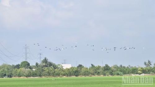Các loài chim bay qua các cánh đồng khác để tìm thức ăn.