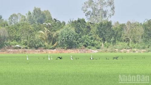 Nhiều loài chim quý hiếm đậu rất lâu trên cánh đồng lúa để săn mồi.