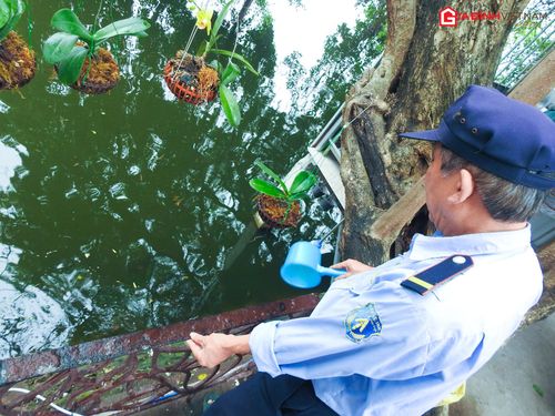 Ông Phương Mạnh Hùng - Người trông nom, chăm sóc khu vực đền đang “gõ tín hiệu” gọi cá.