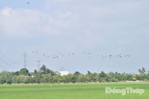 Rất nhiều chim, cò bay về những cánh đồng lúa tại xã Mỹ Thành để tìm mồi.