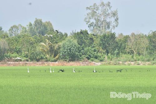 Rất nhiều chim quắm đen quý hiếm săn mồi tại cánh đồng lúa thuộc ấp 5, xã Mỹ Thành.