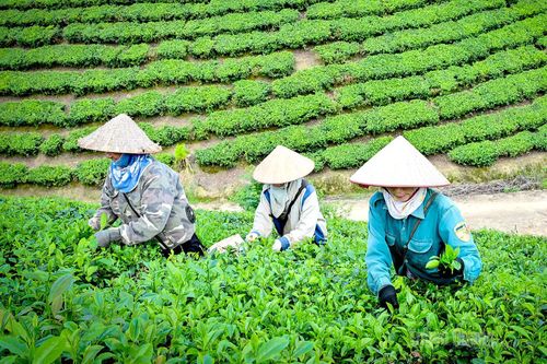 Nông dân thôn Vĩnh Tân, xã Tân Trào đi làm từ sáng sớm, khoảng 9 giờ về để tránh nắng nóng gay gắt.