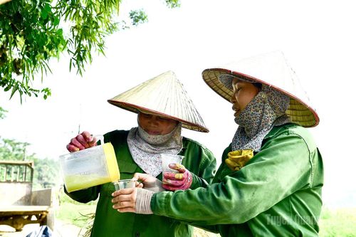 Nhiều người tranh thủ đi làm từ rất sớm, với trang bị bảo hộ lao động, nước mát.