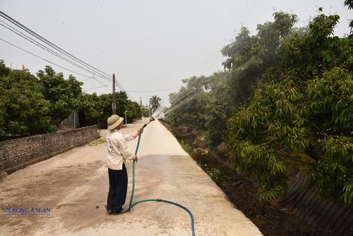 Nông dân xã Hà Đông tăng cường tưới dưỡng, giữ ẩm cho vải. Vải thiều chính vụ hiện quả còn non. Ảnh: Phùng Nguyện (chụp ngày 7/4/2026).
