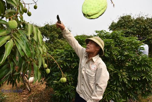Gia đình ông Vũ Đức Nhuận ở thôn Thiệu Mỹ, xã Hà Đông có 3,5 ha trồng vải, trong đó vải sớm chiếm phần lớn diện tích. Ảnh: Phùng Nguyện (chụp ngày 7/4/2026).