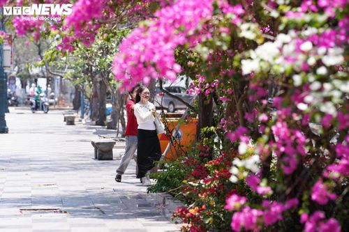 Những ngày đầu tháng 4, các tuyến đường ven biển tại khu vực Vũng Tàu (TP.HCM) khoác lên mình sắc hồng rực rỡ của hoa giấy, tạo nên cảnh quan ấn tượng, thu hút đông đảo du khách đến tham quan, chụp ảnh.