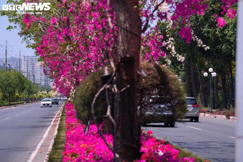 Dưới cái nắng đặc trưng của tháng 4, sắc hồng của hoa giấy càng trở nên nổi bật trên tuyến đường 3/2. Các hàng cây có kích thước đồng đều, thể hiện sự đầu tư và chăm sóc công phu của lực lượng cây xanh đô thị.