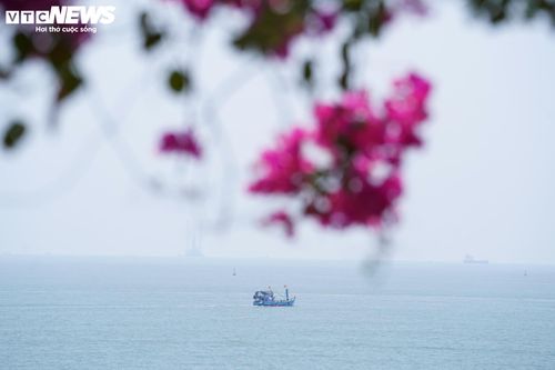 Với lợi thế địa hình đặc trưng, khu vực này nhanh chóng trở thành điểm dừng chân quen thuộc của nhiều du khách, đặc biệt là giới trẻ đến chụp ảnh. Người dân địa phương cho biết, vào những ngày nắng nóng, khu vực dưới các giàn hoa giấy ven biển thường xuyên đông người đến nghỉ chân, ngắm cảnh.