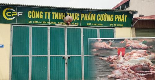 Hàng trăm tấn lợn bệnh được Công ty TNHH thực phẩm Cường Phát tuồn ra thị trường. Ảnh: Hà Phương