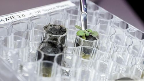 Arabidopsis thaliana - loài cỏ dại sinh trưởng tốt trong môi trường đá bụi Regolith ở vỏ trái đất. Ảnh Science News