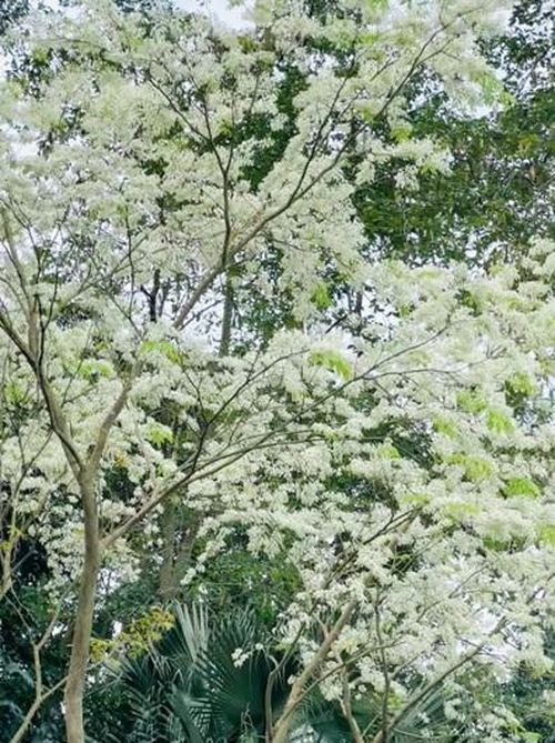 Mùa hoa sưa.