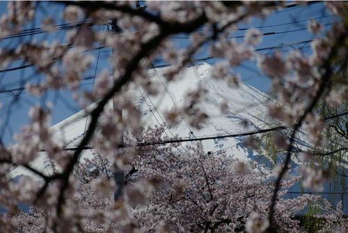 Núi Phú Sĩ hiện ra giữa những tán hoa anh đào tại Công viên Arakurayama Sengen ở Fujiyoshida, phía tây Tokyo. Ảnh: AP