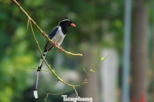 Sự hiện diện của đàn chim Giẻ củi mỏ đỏ giữa lòng Thủ đô không chỉ đem lại niềm vui mà còn gợi mở nhiều điều về mối quan hệ hài hòa giữa con người và tự nhiên.