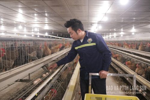 HTX Thành Lộc, xã Mẫu Sơn tập trung nâng cao chất lượng sản phẩm kết hợp ứng dụng chuyển đổi số trong khâu quản trị để nâng cao hiệu quả hoạt động
