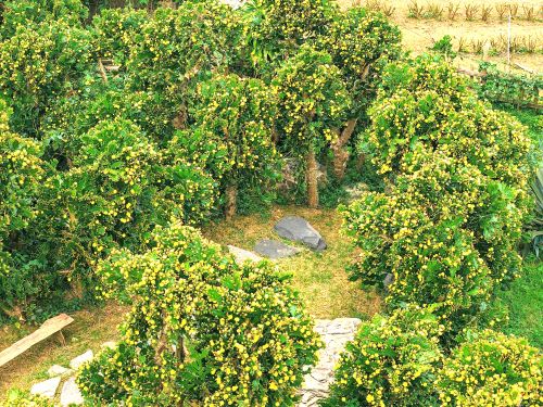 Chị Nguyễn Hà Anh (Hà Nội) cùng bạn bè tới thăm khu vườn xương rồng chia sẻ sự thích thú khi lần đầu chiêm ngưỡng khu vườn xương rồng rộng lớn, cây to, nhiều hoa. Khung cảnh thơ mộng, độc đáo hơn khi bên cạnh đó là những đồi chè bát ngát, vườn mận trĩu quả.
