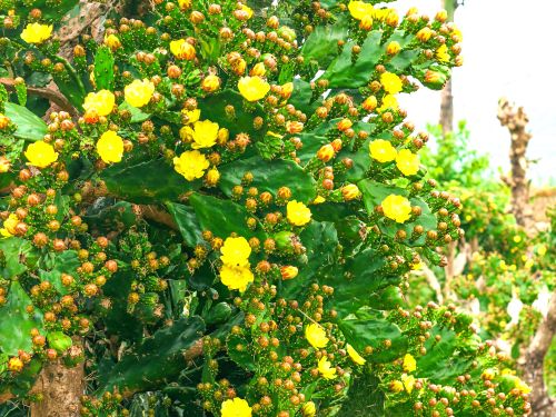 Những cây xương rồng ở đây cao quá đầu người, có cây tới 4m, gốc và thân lớn, gai chi chít, lá xanh mướt, hoa nở đồng loạt, màu vàng tươi rực rỡ. Hoa thường bung nở vào buổi sáng và cụp dần khi về chiều. Vườn hoa trở thành bối cảnh để thực hiện bộ ảnh độc đáo của giới trẻ.
