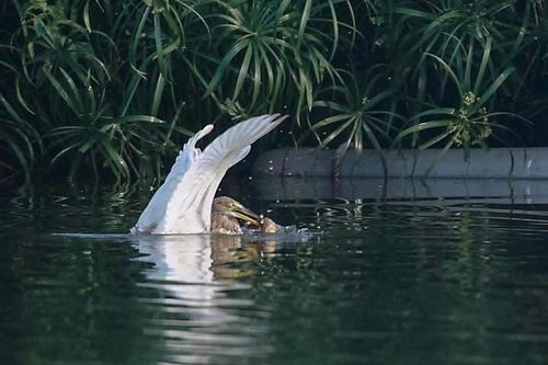 Con cò bợ săn mồi ở hồ Hoàng Cầu.