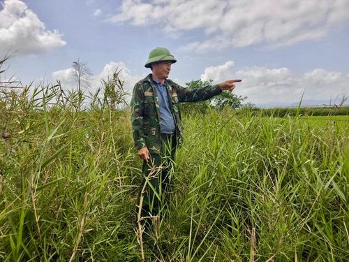 Ông Nguyễn Công Xuân trên vùng đầm phá Hạc Hải.
