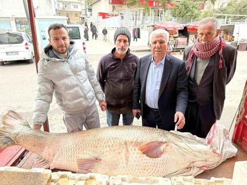 Con cá măng khổng lồ nặng 120kg