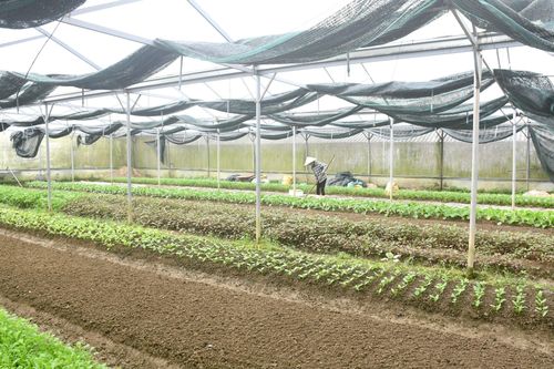 Nông nghiệp ứng dụng công nghệ cao đem lại hiệu quả kinh tế cao hơn so với phương thức sản xuất truyền thống. Ảnh: QUANG VIỆT