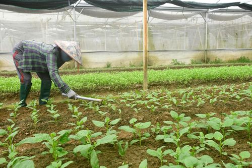 Nông dân sản xuất rau theo tiêu chuẩn VietGAP, hữu cơ. Ảnh: QUANG VIỆT