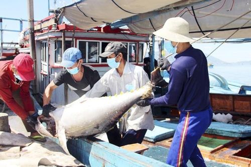 Với ngư dân miền Trung, mỗi chuyến ra khơi không chỉ là mưu sinh, mà là cách giữ nghề, giữ biển.