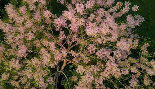 Hoa ngô đồng khoe sắc. Ảnh: ĐH