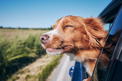 Thú cưng được xem như người bạn đồng hành cùng du khách.
