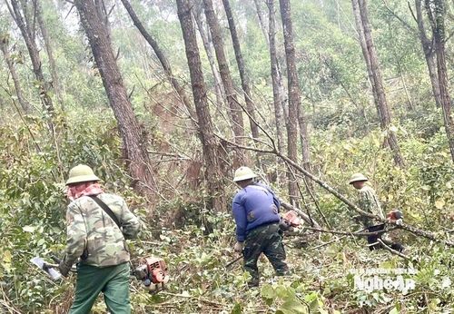 Tích cực xử lý thực bì dưới tán rừng thông ở địa bàn Nghệ An. Ảnh: Văn Trường