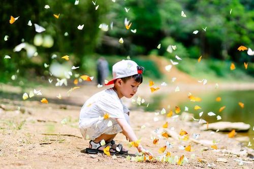 Đàn bướm rực rỡ, mang đến cảm giác như lạc vào "xứ xở thần tiên” giữa rừng xanh.
