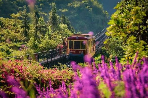 Lễ hội Hoa Fansipan sẽ được tổ chức tại Sa Pa.