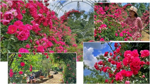 Thời điểm này sắc hoa nở rực rỡ tại Khu du lịch sinh thái Hàm Rồng.