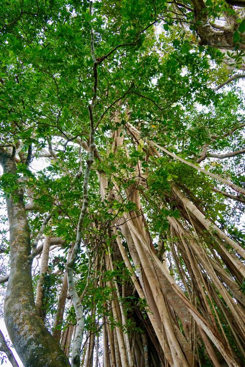 Những thảm thực vật dọc theo hành trình trekking chinh phục đỉnh Nọc Trù