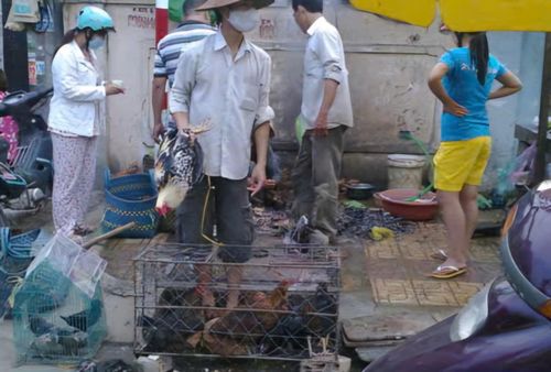 Chủ tịch UBND TP. Hồ Chí Minh yêu cầu các phường, xã, đặc khu không để phát sinh cơ sở, điểm giết mổ nhỏ lẻ, tự phát