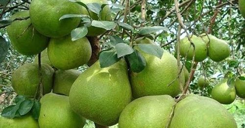Các địa phương, doanh nghiệp và hợp tác xã chủ động triển khai kế hoạch sản xuất và xuất khẩu trong thời gian tới.