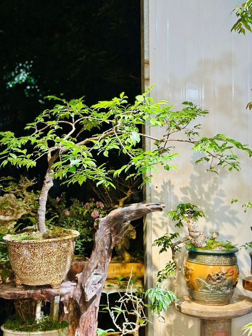 Cây muội hồng có tên khoa học là Syzygium Myrtifolium. Ảnh: Facebook Cây Mộc Hương.