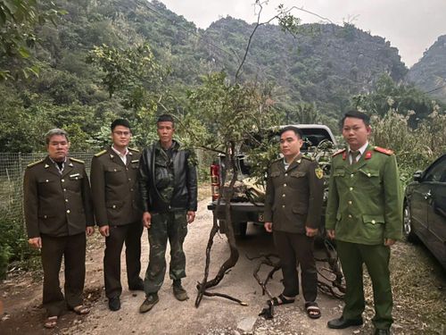 Lực lượng kiểm lâm phối hợp với Công an phường Hoa Lư xử lý đối tượng khai thác cây muội hồng. Ảnh: Sở Nông nghiệp và Môi trường Ninh Bình.