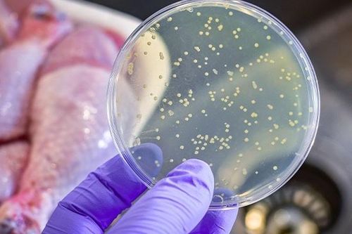 Vi khuẩn Salmonella là tác nhân đứng sau nhiều vụ ngộ độc. Ảnh: Shutterstock.
