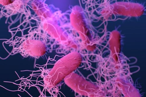 Nhóm có nguy cơ cao khi nhiễm Salmonella thường bao gồm trẻ nhỏ, người cao tuổi. Ảnh: Adobe Stock.