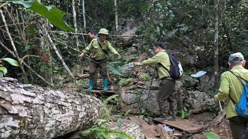 Hạt Kiểm lâm số 2 tăng cường tuần tra bảo vệ rừng tự nhiên. (Ảnh: TUẤN SƠN)