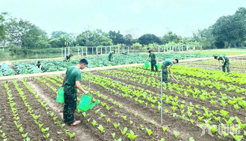 Cán bộ, chiến sĩ Tiểu đoàn 16, Sư đoàn 308 Tích cực đẩy mạnh tăng gia.