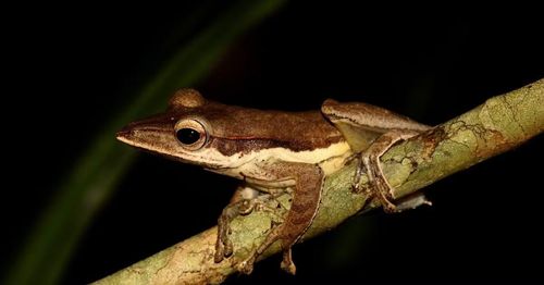 Ảnh: Lanka Nature Summary.