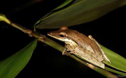 Ảnh: Lanka Nature Summary.