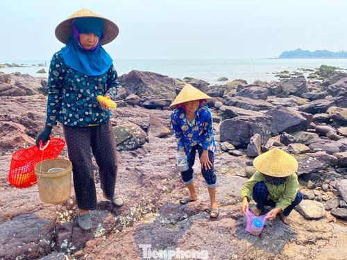 Công việc đục hàu không chỉ là một nghề kiếm sống, mà còn là minh chứng cho sự kiên trì của những người phụ nữ miền biển. Dù thời tiết khắc nghiệt, dù đôi tay có thêm nhiều vết sẹo, họ vẫn lặng lẽ bám biển, chắt chiu từng giờ ngắn ngủi trước khi con nước dâng cao để lo cho cuộc sống gia đình.