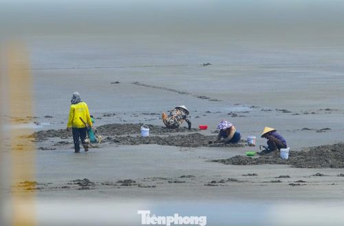 Nhiều người khác cào ngao trên bãi cát ven bờ.