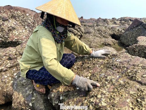  Bà Ngô Thị Tính (64 tuổi, trú xóm Bắc Sơn Nghi Yên, xã Hải Lộc, Nghệ An) chia sẻ: "Nghề này chủ yếu là phụ nữ làm vì cần sự tỉ mỉ, khéo léo hơn là sức mạnh. Phải leo lên những tảng đá nhọn hoắt, trơn trượt, chuyện bị vỏ hàu cứa chảy máu tay là bình thường như cơm bữa. Giờ già rồi, nhưng còn sức thì vẫn phải cố làm để có thêm đồng ra đồng vào." 