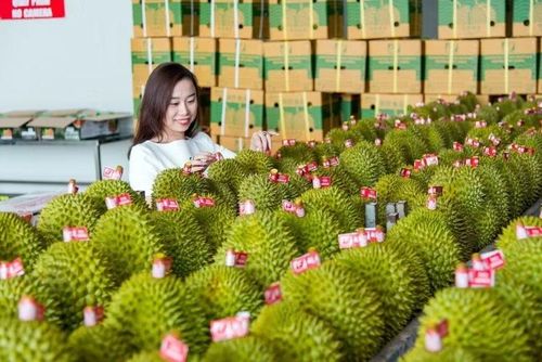Sầu riêng trở thành mặt hàng xuất khẩu tỷ USD từ sau khi Việt Nam ký Nghị định thư với Trung Quốc.