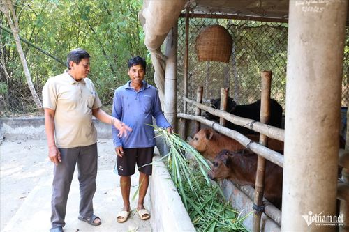 Kinh tế của gia đình ông Thạch Sa Na ngày càng phát triển nhờ mô hình nuôi bò sinh sản