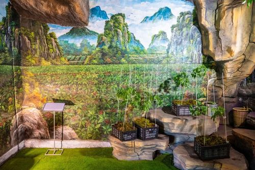 Du khách dễ dàng chiêm ngưỡng những cây sâm Ngọc Linh. (Ảnh: Minh Sơn/Vietnam+)